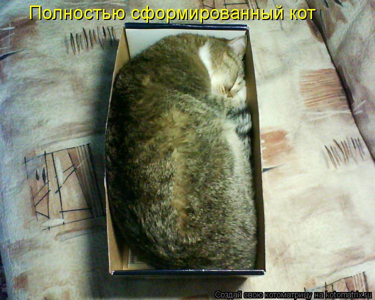 Котоматрица: Полностью сформированный кот