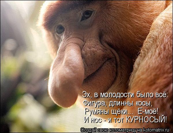 Котоматрица: Эх, в молодости было всё: Фигура, длинны косы, Румяны щёки...  Е-моё! И нос - и тот КУРНОСЫЙ!