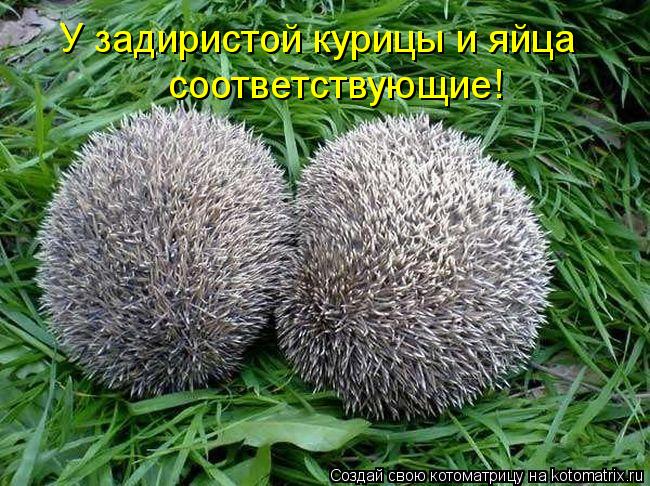 У задиристой курицы и яйца соответствующие!... Котоматрица: У задиристой курицы и яйца соответствующие!
