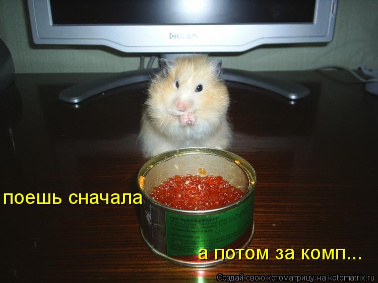 Котоматрица: поешь сначала а потом за комп...