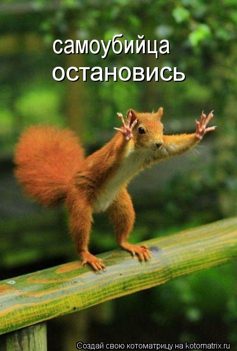 Котоматрица: самоубийца остановись