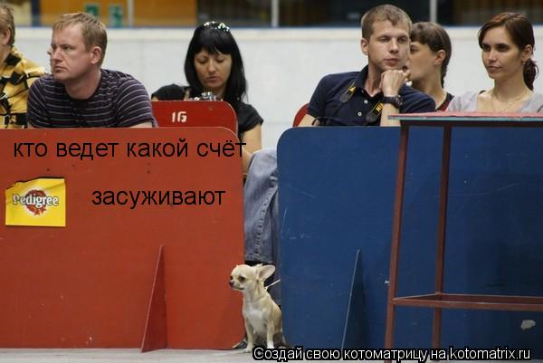 Котоматрица: кто ведет какой счёт засуживают