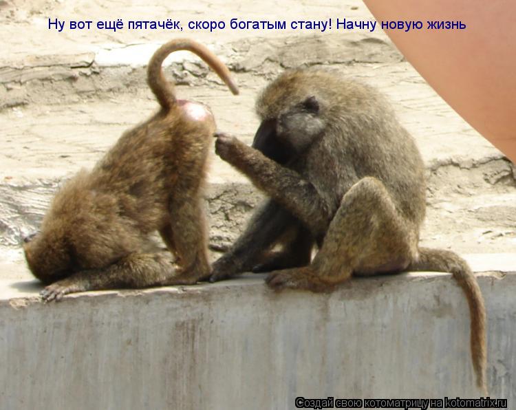 Котоматрица: Ну вот ещё пятачёк, скоро богатым стану! Начну новую жизнь