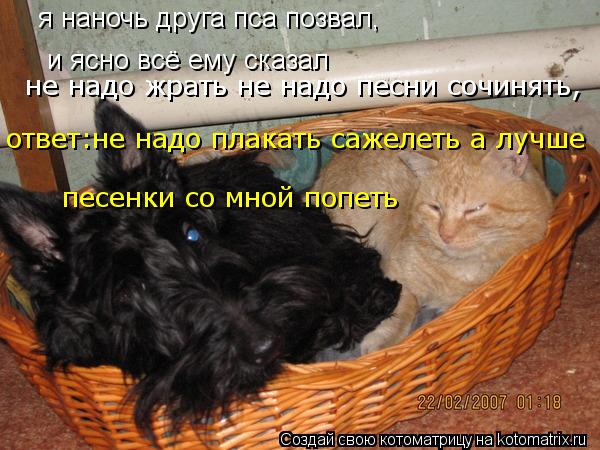 Котоматрица: я наночь друга пса позвал, и ясно всё ему сказал песенки со мной попеть не надо жрать не надо песни сочинять, ответ:не надо плакать сажелеть 