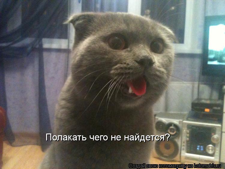 Котоматрица: Полакать чего не найдется?