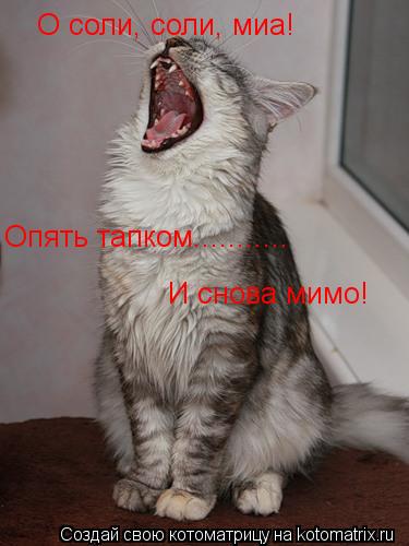 Котоматрица: О соли, соли, миа! Опять тапком........... И снова мимо!