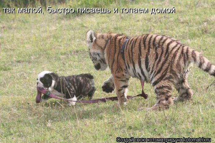 Котоматрица: так малой, быстро писаешь и топаем домой