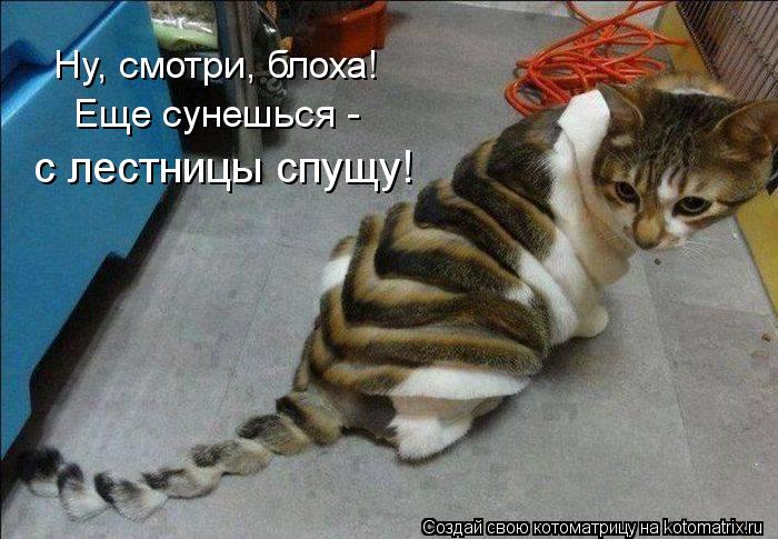 Ну, смотри, блоха! Еще сунешься - с лестницы спущу!... Котоматрица: Ну, смотри, блоха! Еще сунешься - с лестницы спущу!