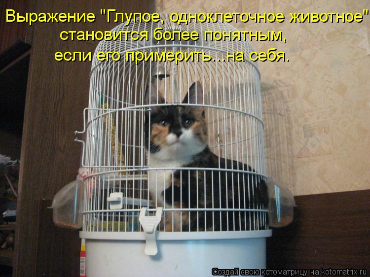 Котоматрица: Выражение "Глупое, одноклеточное животное" становится более понятным,  если его примерить...на себя.