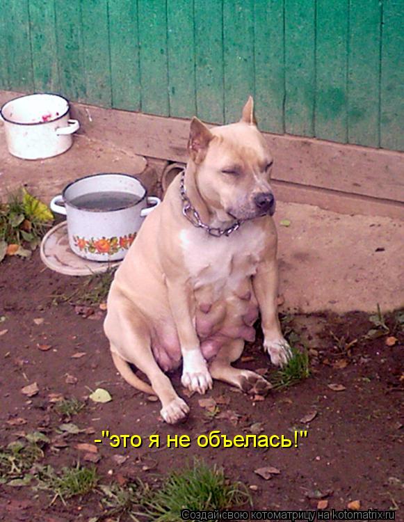 Котоматрица: -"это я не объелась!"