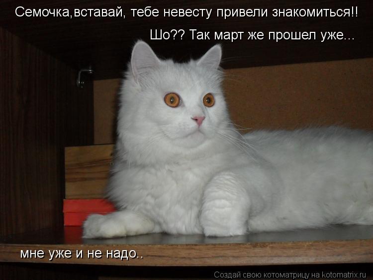 Котоматрица: Семочка,вставай, тебе невесту привели знакомиться!! Шо?? Так март же прошел уже... мне уже и не надо..