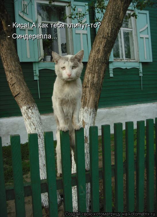 Котоматрица: - Киса! А как тебя кличут-то? - Синдерелла...