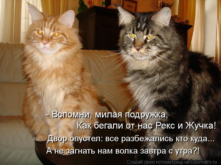 Котоматрица: Двор опустел: все разбежались кто куда... Как бегали от нас Рекс и Жучка! - Вспомни, милая подружка, А не загнать нам волка завтра с утра?!