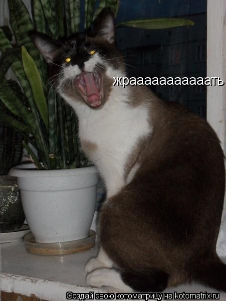 Котоматрица: жрааааааааааать