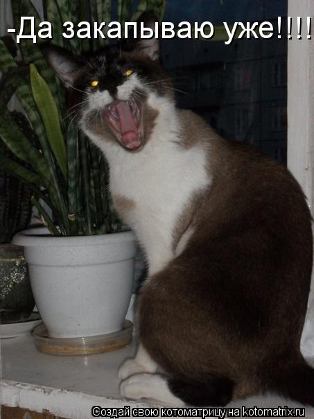 Котоматрица: -Да закапываю уже!!!!