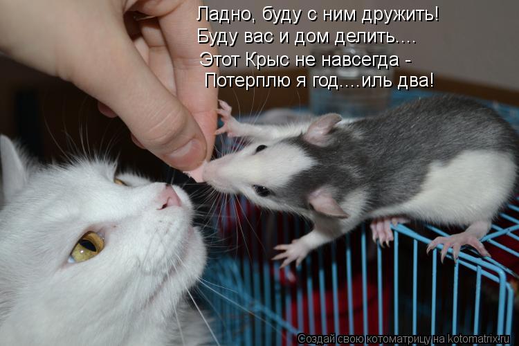 Котоматрица: Ладно, буду с ним дружить! Буду вас и дом делить.... Этот Крыс не навсегда - Потерплю я год....иль два!