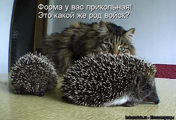Котоматрица: Это какой же род войск? Форма у вас прикольная!