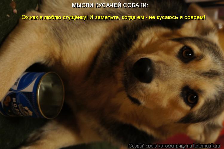 Котоматрица: Ох,как я люблю сгущёнку! И заметьте, когда ем - не кусаюсь я совсем! МЫСЛИ КУСАЧЕЙ СОБАКИ: