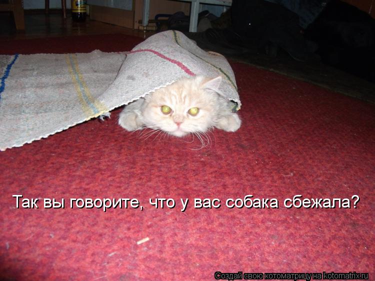 Котоматрица: Так вы говорите, что у вас собака сбежала? Так вы говорите, что у вас собака сбежала?