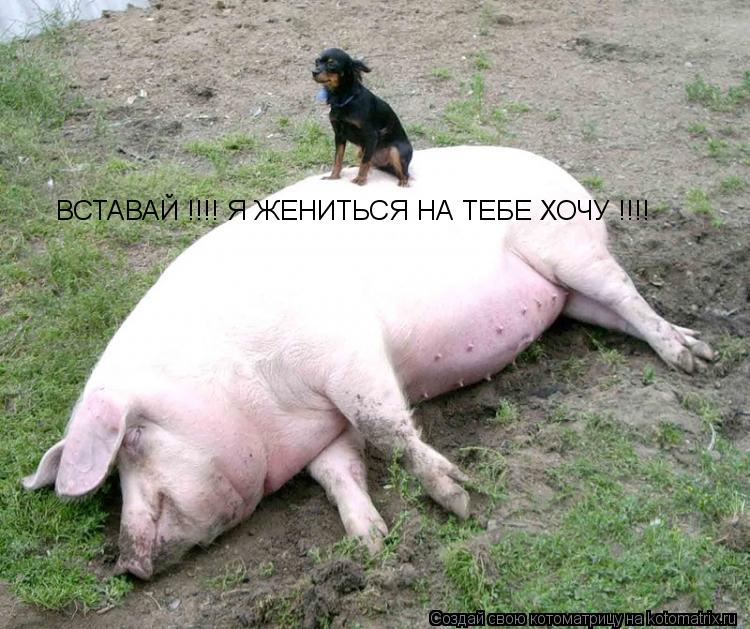 Котоматрица: ВСТАВАЙ !!!! Я ЖЕНИТЬСЯ НА ТЕБЕ ХОЧУ !!!!