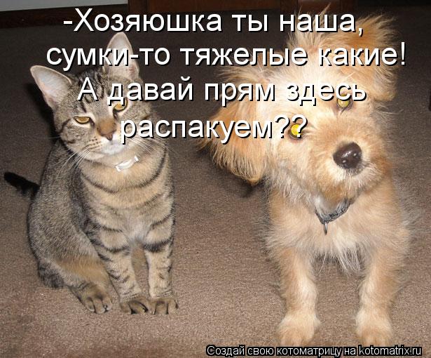 Котоматрица: -Хозяюшка ты наша,  сумки-то тяжелые какие! А давай прям здесь распакуем??