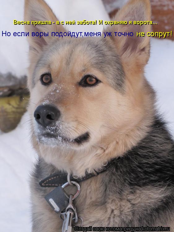 Котоматрица: Весна пришла - а с ней забота! И охраняю я ворота... Но если воры подойдут,меня уж точно не сопрут!