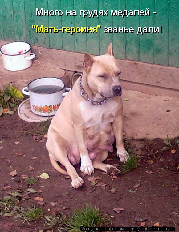 Котоматрица: Много на грудях медалей - "Мать-героиня" званье дали! "Мать-героиня"
