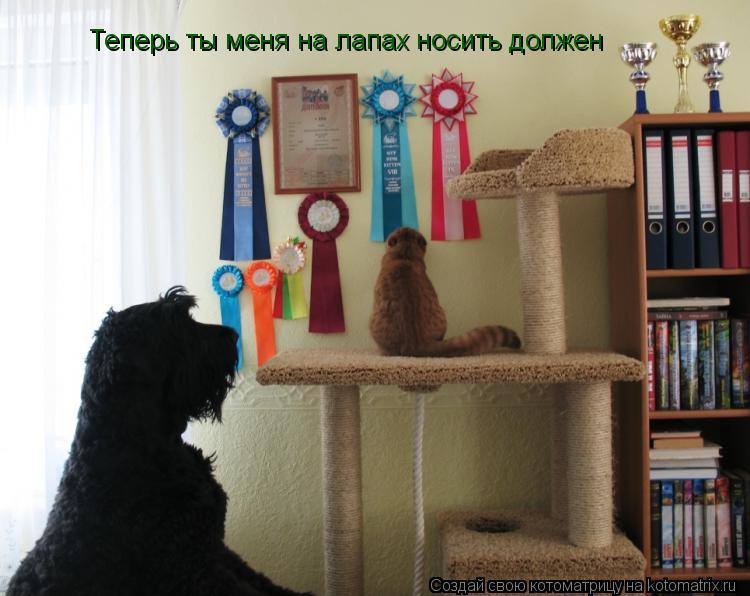 Котоматрица: Теперь ты меня на лапах носить должен