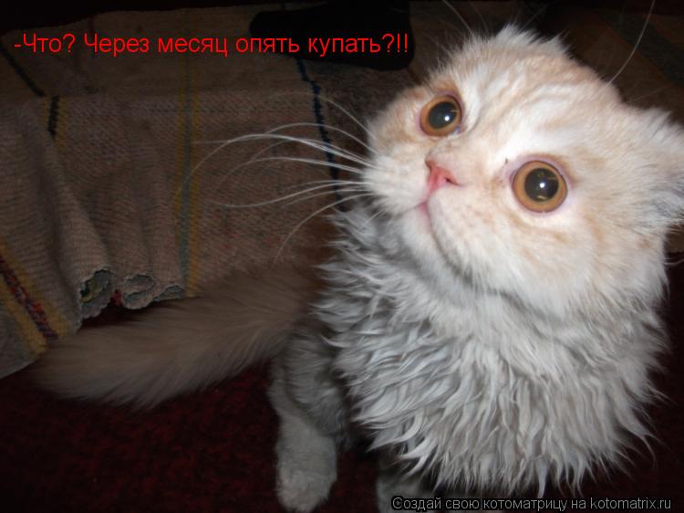Котоматрица: -Что? Через месяц опять купать?!!