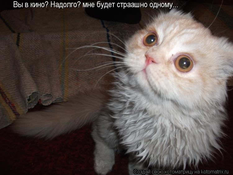 Котоматрица: Вы в кино? Надолго? мне будет страашно одному...