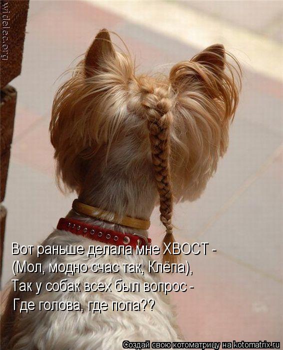 Вот раньше делала мне ХВОСТ - (Мол, модно счас так, Клёпа), Так у собак всех был вопрос - Где голова... Котоматрица: Вот раньше делала мне ХВОСТ - (Мол, модно счас так, Клёпа), Так у собак всех был вопрос - Где голова, где попа??