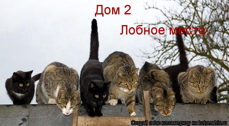 Котоматрица: Дом 2 Лобное место.
