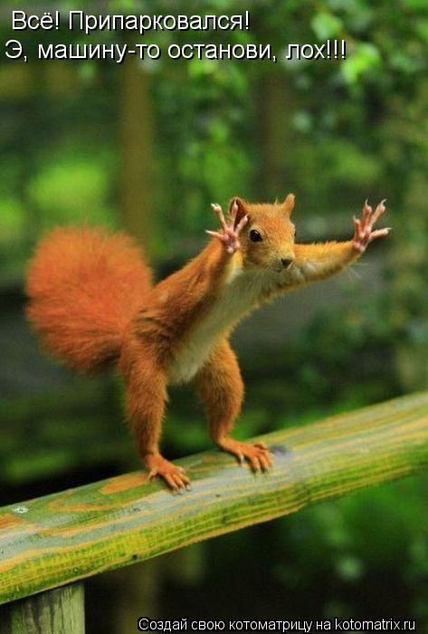 Котоматрица: Всё! Припарковался! Э, машину-то останови, лох!!!