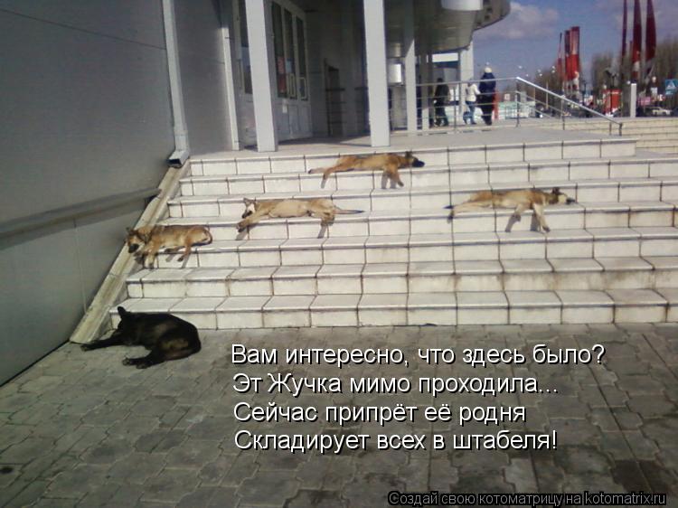 Котоматрица: Вам интересно, что здесь было? Эт Жучка мимо проходила... Сейчас припрёт её родня Складирует всех в штабеля!