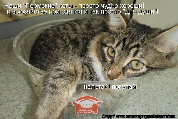 Котоматрица: Наши "Пермские" коты - просто чудно хороши! и в хозяйстве пригодятся и так просто "для души"! налетай! покупай!