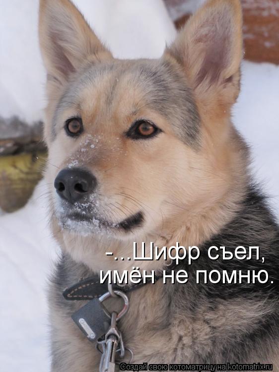 Котоматрица: -...Шифр съел,  имён не помню.