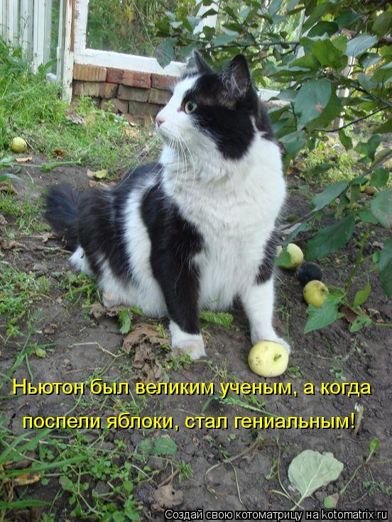 Ньютон был великим ученым, а когда поспели яблоки, стал гениальным!... Котоматрица: Ньютон был великим ученым, а когда поспели яблоки, стал гениальным!