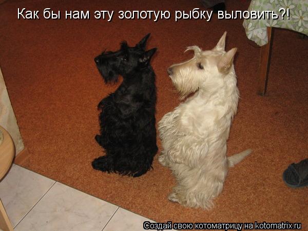 Котоматрица: Как бы нам эту золотую рыбку выловить?!