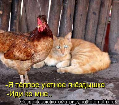 Котоматрица: -Я тёплое,уютное гнёздышко -Иди ко мне..