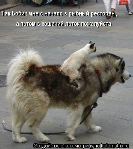 Котоматрица: Так Бобик мне с начало в рыбный ресторан    ,а потом в кошачий лоток пожалуйста. , ,  а потом в кошачий лоток пожалуйста.