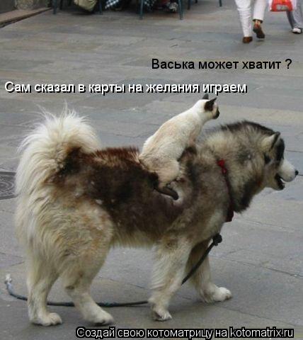 Котоматрица: Сам сказал в карты на желания играем  Васька может хватит ?