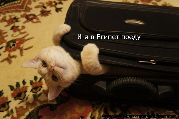 Котоматрица: И я в Египет поеду