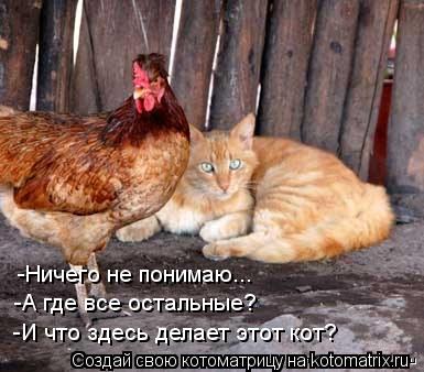 Котоматрица: -Ничего не понимаю... -А где все остальные? -И что здесь делает этот кот?