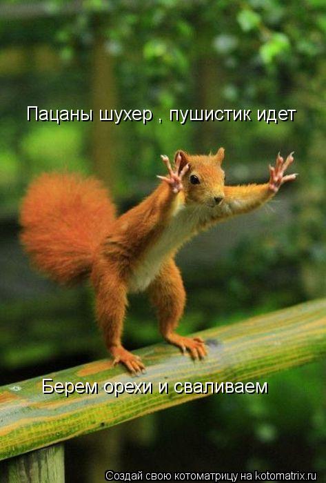 Котоматрица: Пацаны шухер , пушистик идет Берем орехи и сваливаем