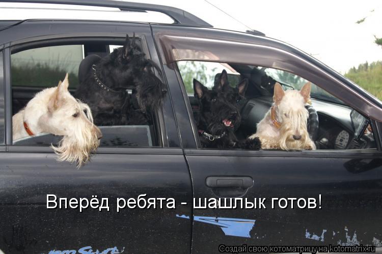 Котоматрица: Вперёд ребята - шашлык готов!
