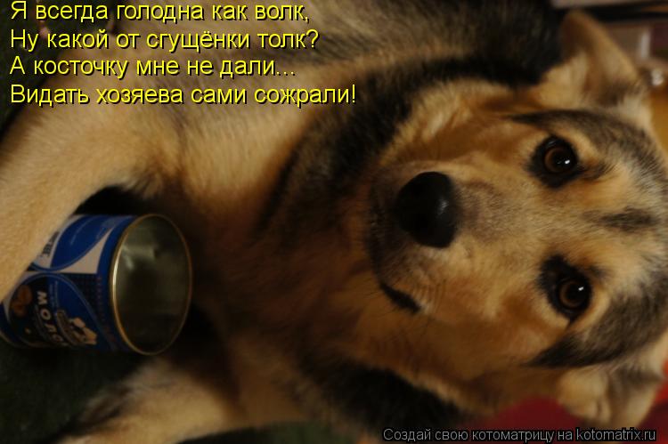 Котоматрица: Я всегда голодна как волк, Ну какой от сгущёнки толк? А косточку мне не дали... Видать хозяева сами сожрали!