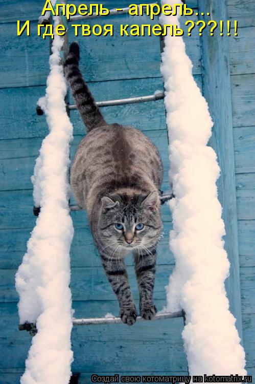 Котоматрица: Апрель - апрель... И где твоя капель???!!!