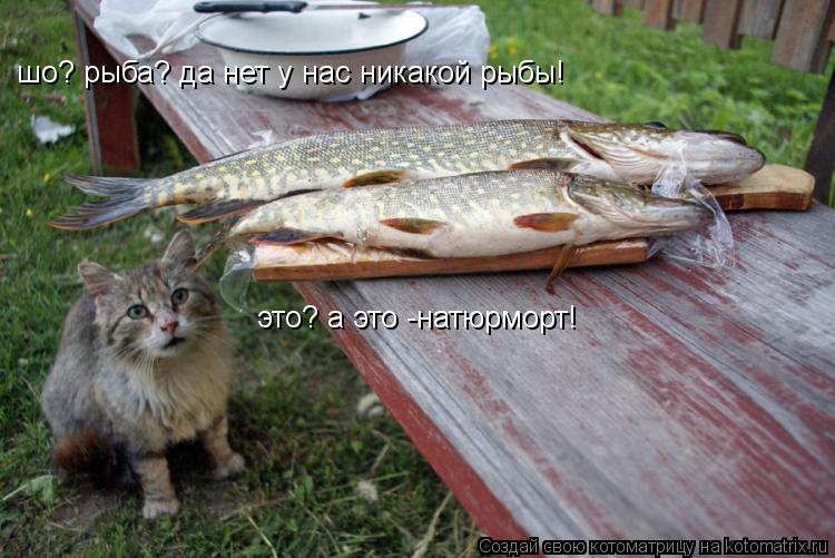 Котоматрица: шо? рыба? да нет у нас никакой рыбы! это? а это -натюрморт!