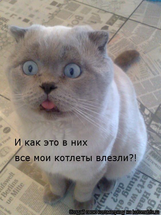 Котоматрица: И как это в них  все мои котлеты влезли?!
