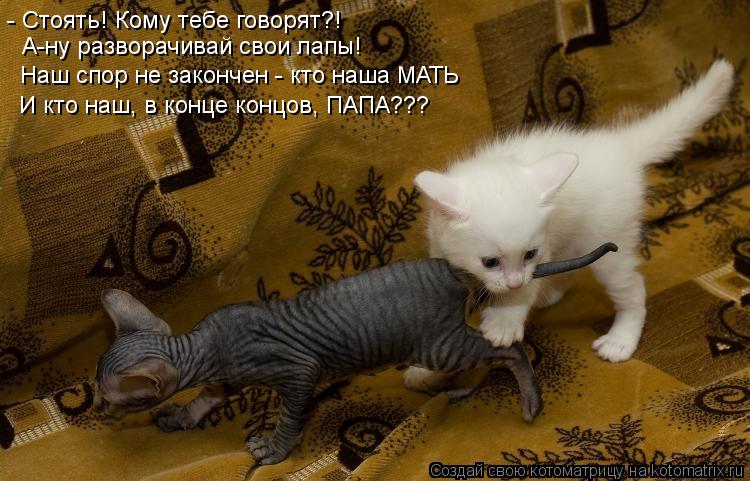 Котоматрица: - Стоять! Кому тебе говорят?! А-ну разворачивай свои лапы! Наш спор не закончен - кто наша МАТЬ И кто наш, в конце концов, ПАПА???
